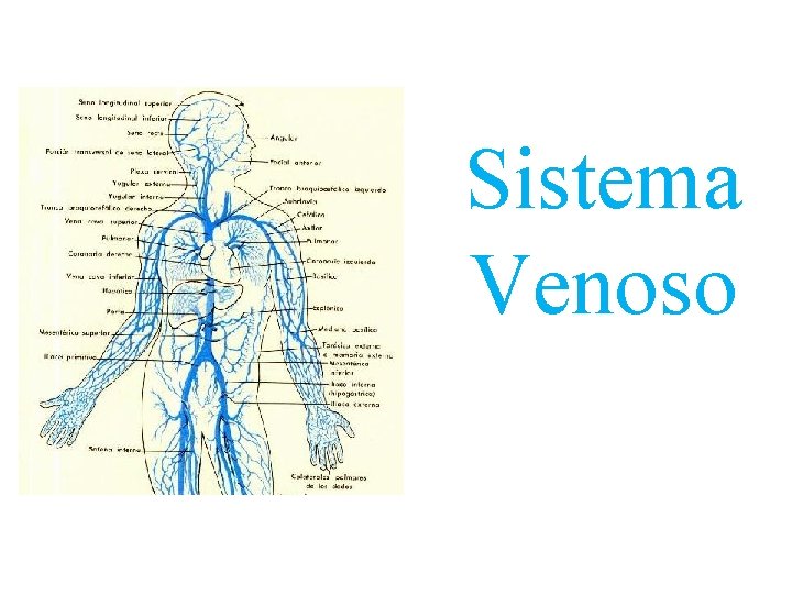 Sistema Venoso 