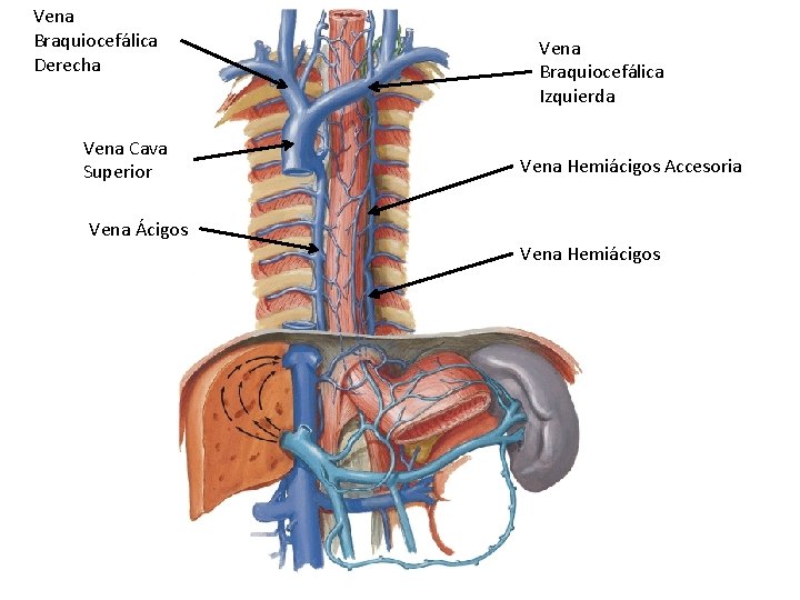 Vena Braquiocefálica Derecha Vena Cava Superior Vena Braquiocefálica Izquierda Vena Hemiácigos Accesoria Vena Ácigos