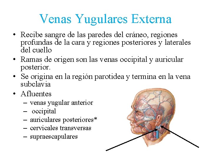 Venas Yugulares Externa • Recibe sangre de las paredes del cráneo, regiones profundas de