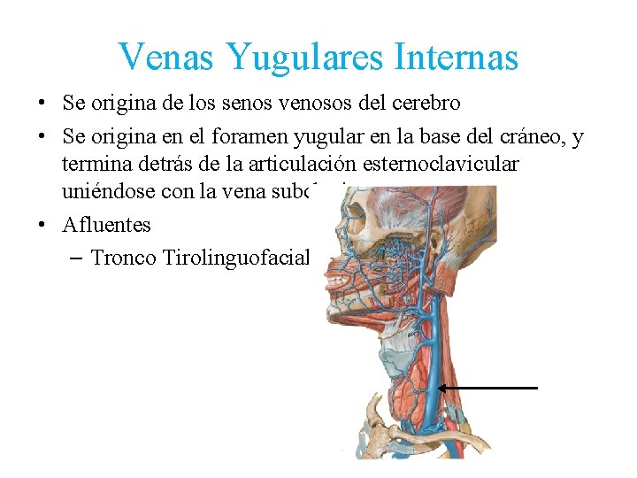 Venas Yugulares Internas • Se origina de los senos venosos del cerebro • Se