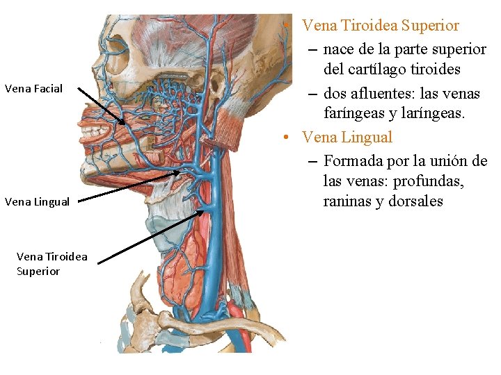Vena Facial Vena Lingual Vena Tiroidea Superior • Vena Tiroidea Superior – nace de