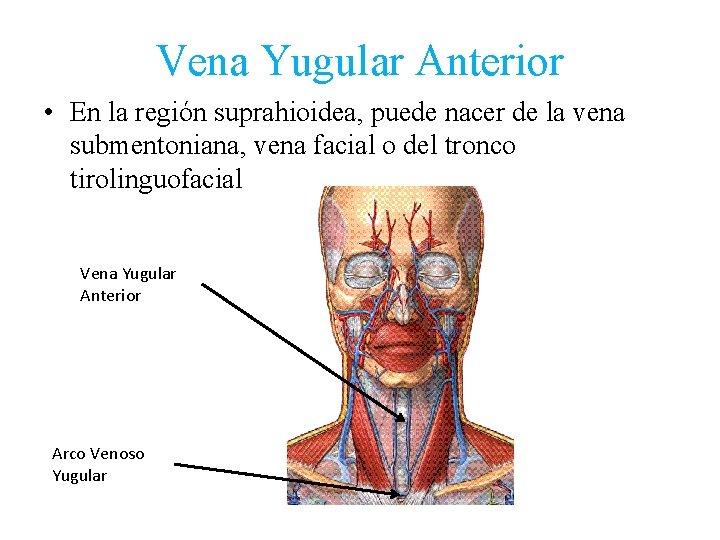 Vena Yugular Anterior • En la región suprahioidea, puede nacer de la vena submentoniana,