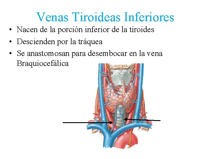 Venas Tiroideas Inferiores • Nacen de la porción inferior de la tiroides • Descienden