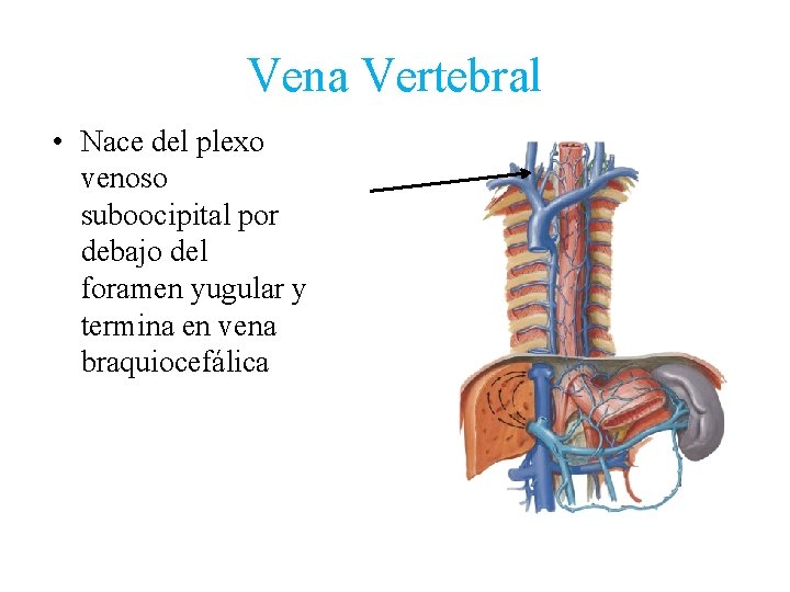 Vena Vertebral • Nace del plexo venoso suboocipital por debajo del foramen yugular y