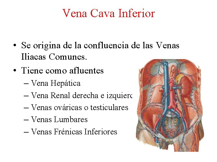 Vena Cava Inferior • Se origina de la confluencia de las Venas Iliacas Comunes.