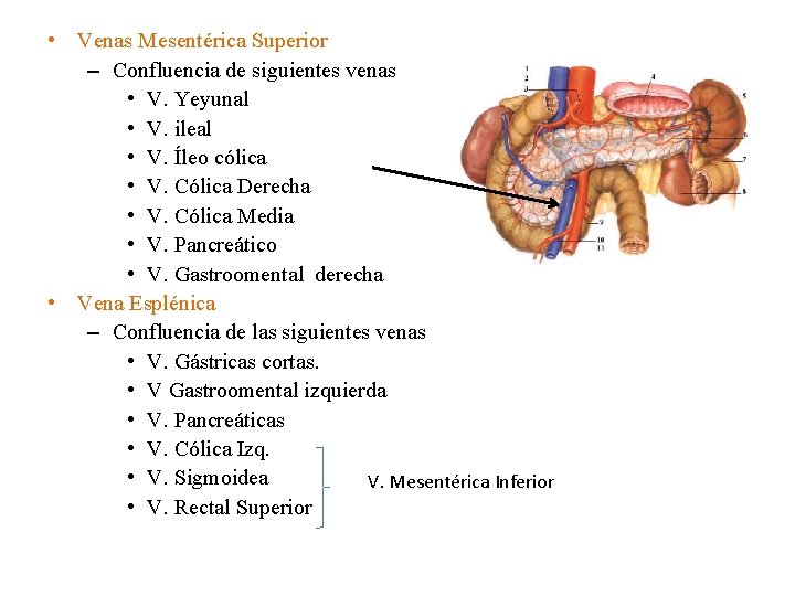  • Venas Mesentérica Superior – Confluencia de siguientes venas • V. Yeyunal •