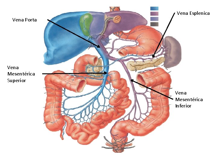 Vena Esplenica Vena Porta Vena Mesentérica Superior Vena Mesentérica Inferior Vena Esplenica Vena Porta Vena Mesentérica Superior Vena Mesentérica Inferior