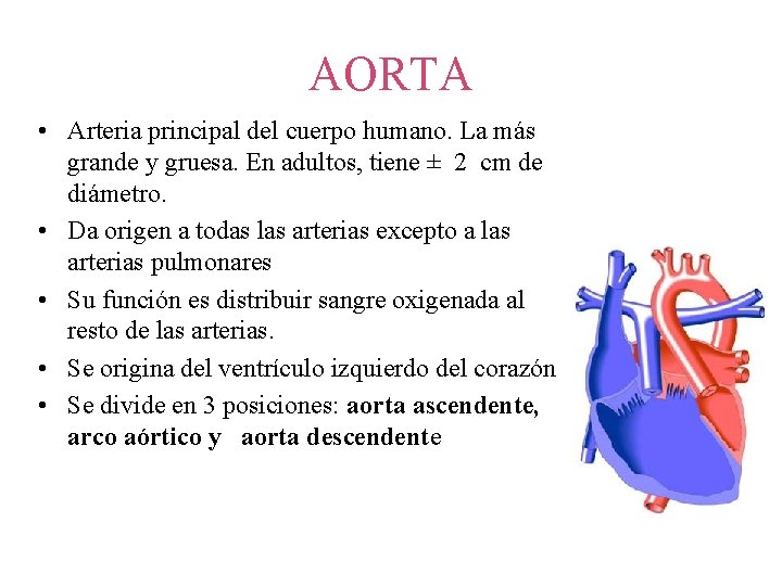 AORTA • Arteria principal del cuerpo humano. La más grande y gruesa. En adultos,