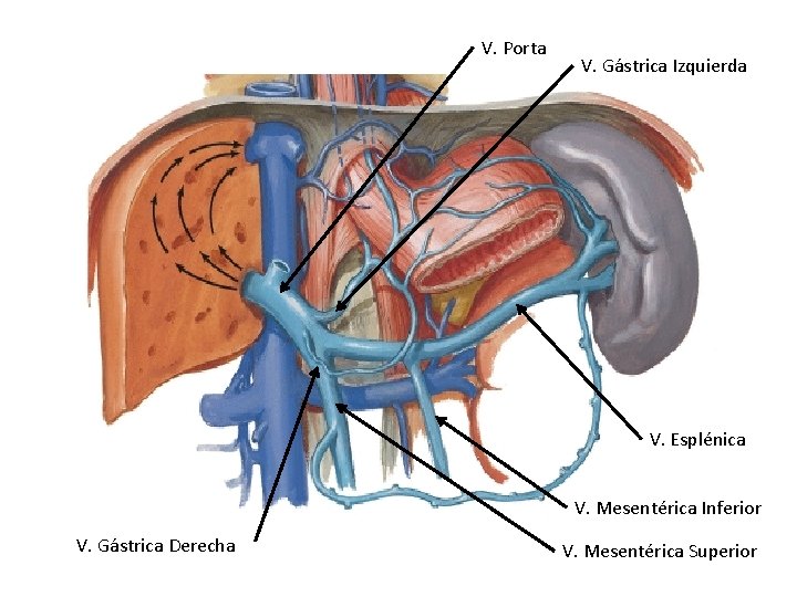 V. Porta V. Gástrica Izquierda V. Esplénica V. Mesentérica Inferior V. Gástrica Derecha V.