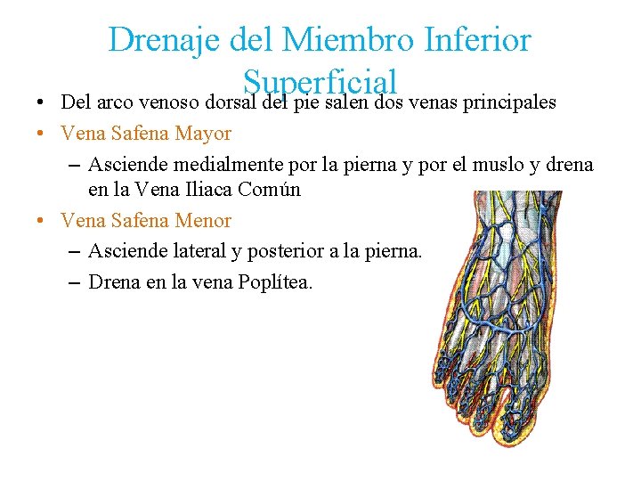 Drenaje del Miembro Inferior Superficial Del arco venoso dorsal del pie salen dos venas