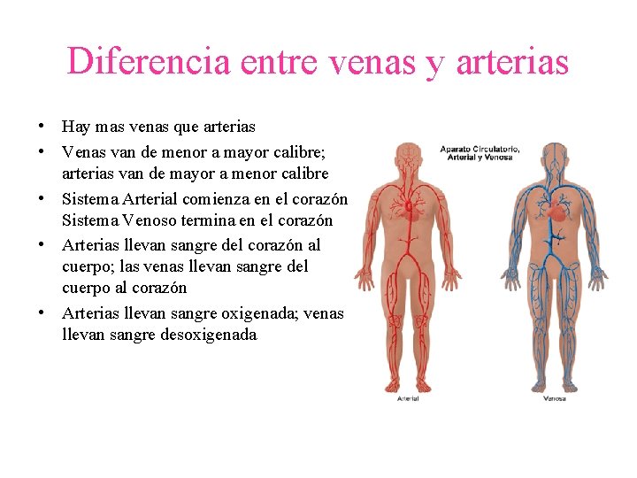 Diferencia entre venas y arterias • Hay mas venas que arterias • Venas van