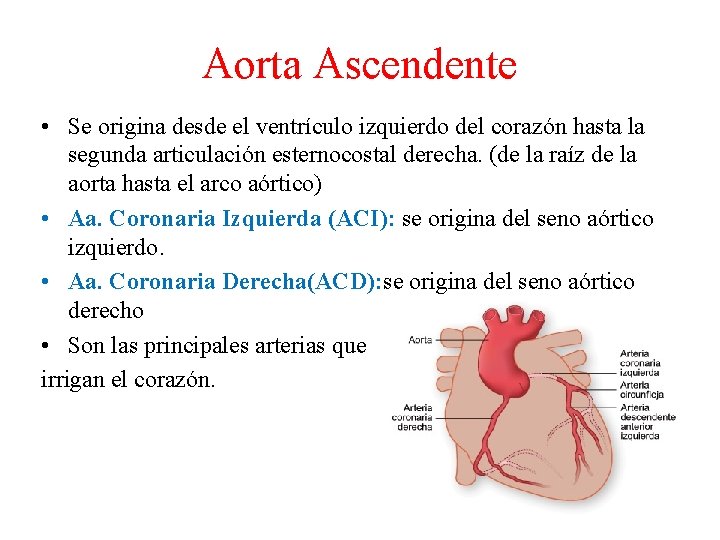 Aorta Ascendente • Se origina desde el ventrículo izquierdo del corazón hasta la segunda