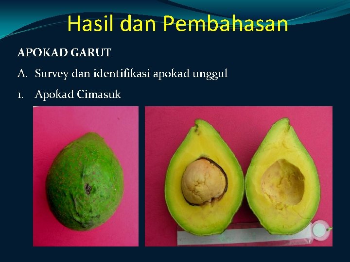 Hasil dan Pembahasan APOKAD GARUT A. Survey dan identifikasi apokad unggul 1. Apokad Cimasuk