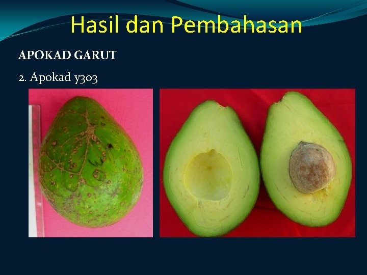 Hasil dan Pembahasan APOKAD GARUT 2. Apokad y 303 