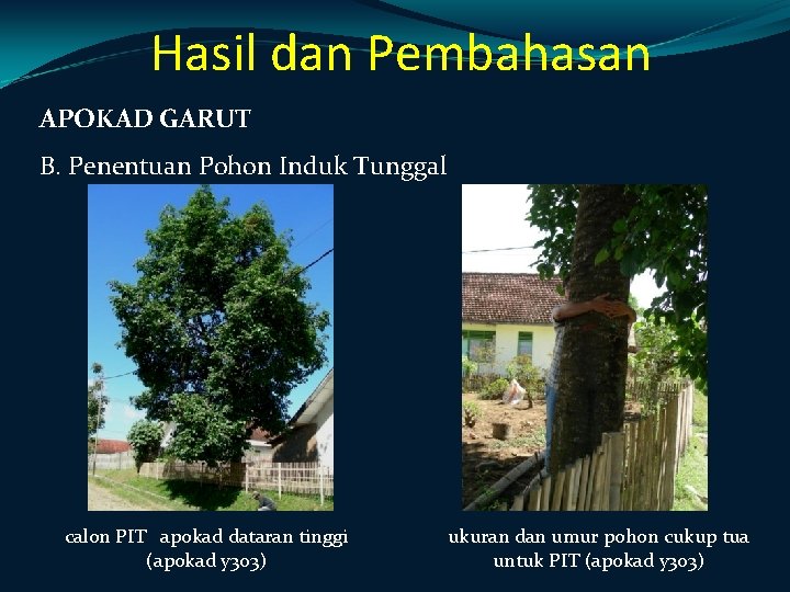 Hasil dan Pembahasan APOKAD GARUT B. Penentuan Pohon Induk Tunggal calon PIT apokad dataran Hasil dan Pembahasan APOKAD GARUT B. Penentuan Pohon Induk Tunggal calon PIT apokad dataran