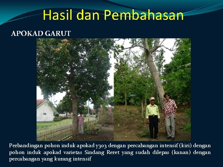 Hasil dan Pembahasan APOKAD GARUT Perbandingan pohon induk apokad y 303 dengan percabangan intensif