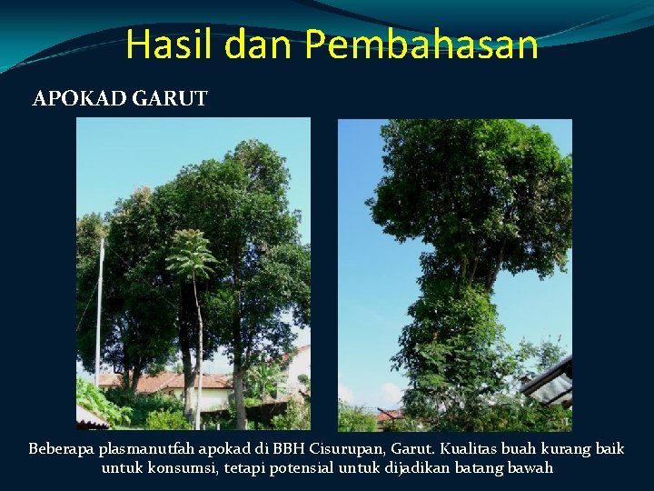 Hasil dan Pembahasan APOKAD GARUT Beberapa plasmanutfah apokad di BBH Cisurupan, Garut. Kualitas buah