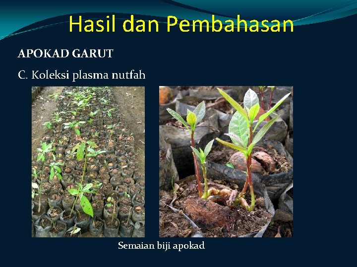 Hasil dan Pembahasan APOKAD GARUT C. Koleksi plasma nutfah Semaian biji apokad 