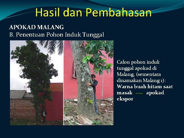 Hasil dan Pembahasan APOKAD MALANG B. Penentuan Pohon Induk Tunggal Calon pohon induk tunggal Hasil dan Pembahasan APOKAD MALANG B. Penentuan Pohon Induk Tunggal Calon pohon induk tunggal