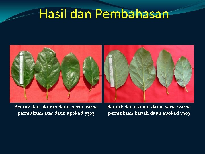 Hasil dan Pembahasan Bentuk dan ukuran daun, serta warna permukaan atas daun apokad y