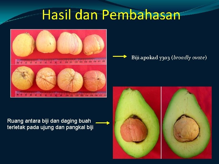 Hasil dan Pembahasan Biji apokad y 303 (broadly ovate) Ruang antara biji dan daging