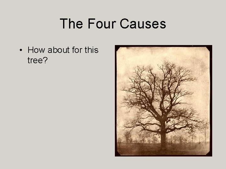 The Four Causes • How about for this tree? 