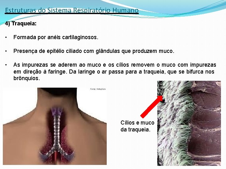Estruturas do Sistema Respiratório Humano 4) Traqueia: • Formada por anéis cartilaginosos. • Presença