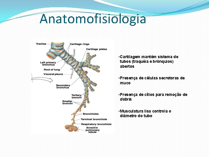 Anatomofisiologia • Cartilagem mantém sistema de tubos (traquéia e brônquios) abertos • Presença de