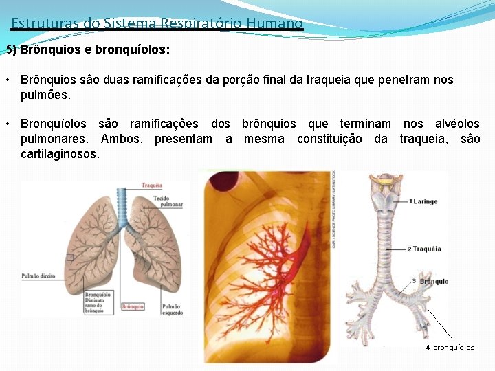 Estruturas do Sistema Respiratório Humano 5) Brônquios e bronquíolos: • Brônquios são duas ramificações