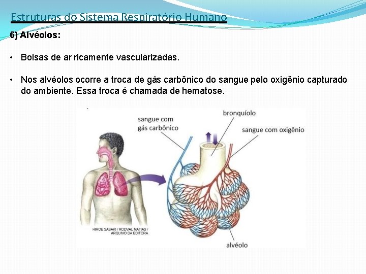 Estruturas do Sistema Respiratório Humano 6) Alvéolos: • Bolsas de ar ricamente vascularizadas. •