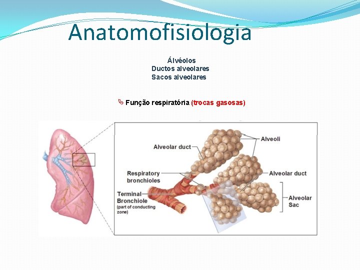 Anatomofisiologia Álvéolos Ductos alveolares Sacos alveolares Função respiratória (trocas gasosas) 