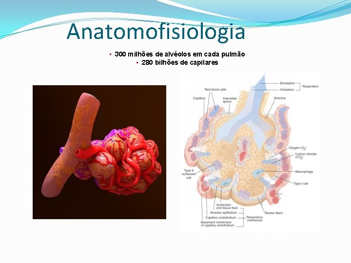Anatomofisiologia • 300 milhões de alvéolos em cada pulmão • 280 bilhões de capilares
