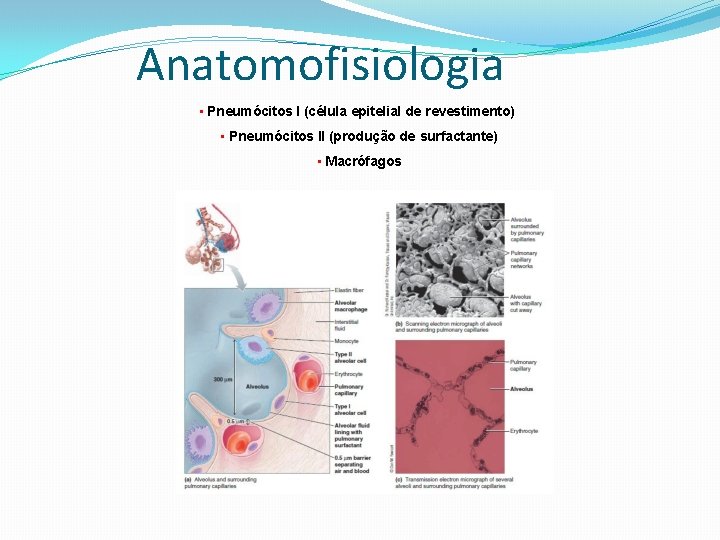 Anatomofisiologia • Pneumócitos I (célula epitelial de revestimento) • Pneumócitos II (produção de surfactante)