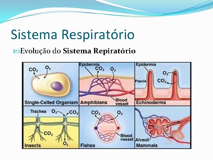 Sistema Respiratório Evolução do Sistema Repiratório 