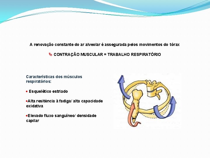 A renovação constante do ar alveolar é assegurada pelos movimentos do tórax CONTRAÇÃO MUSCULAR