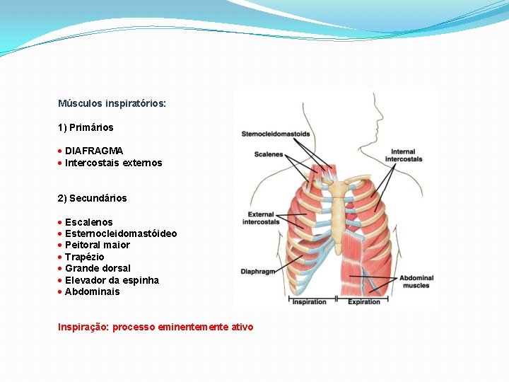 Músculos inspiratórios: 1) Primários DIAFRAGMA Intercostais externos 2) Secundários Escalenos Esternocleidomastóideo Peitoral maior Trapézio