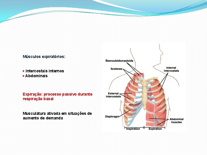 Músculos expiratórios: Intercostais internos Abdominais Expiração: processo passivo durante respiração basal Musculatura ativada em