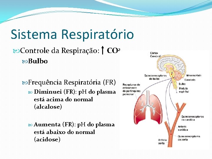 Sistema Respiratório Controle da Respiração: Bulbo CO 2 Frequência Respiratória (FR) Diminuei (FR): p.