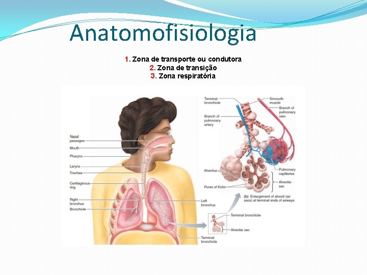 Anatomofisiologia 1. Zona de transporte ou condutora 2. Zona de transição 3. Zona respiratória