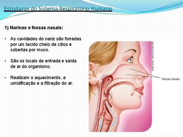 Estruturas do Sistema Respiratório Humano 1) Narinas e fossas nasais: • As cavidades do