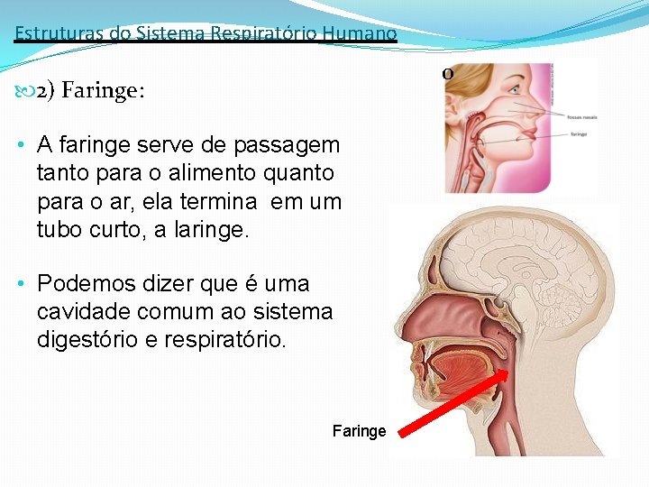 Estruturas do Sistema Respiratório Humano 0 2) Faringe: • A faringe serve de passagem