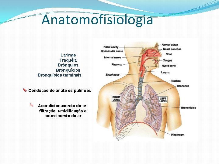Anatomofisiologia Laringe Traquéia Brônquios Bronquíolos terminais Condução do ar até os pulmões Acondicionamento do