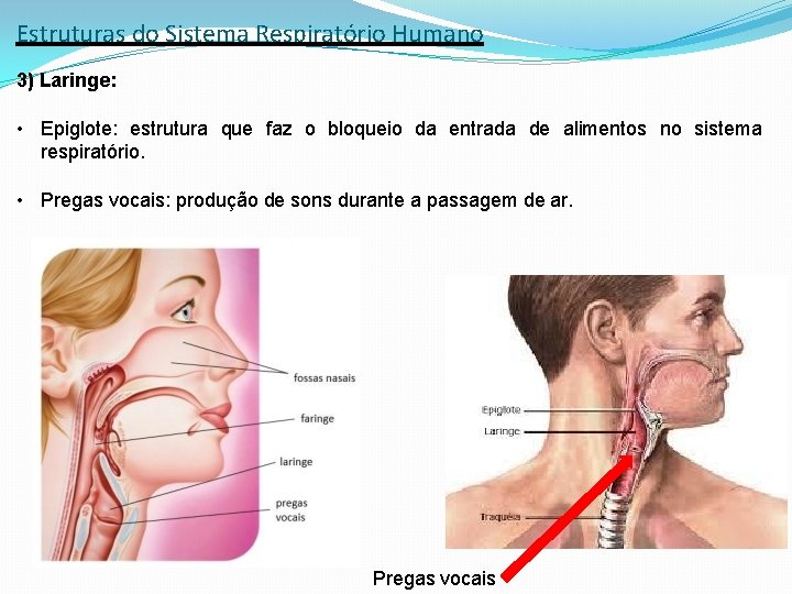Estruturas do Sistema Respiratório Humano 3) Laringe: • Epiglote: estrutura que faz o bloqueio