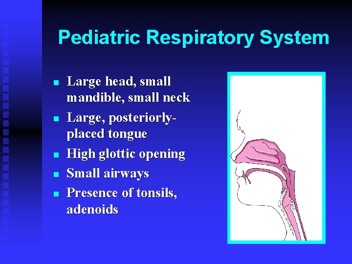 Pediatric Respiratory System n n n Large head, small mandible, small neck Large, posteriorlyplaced