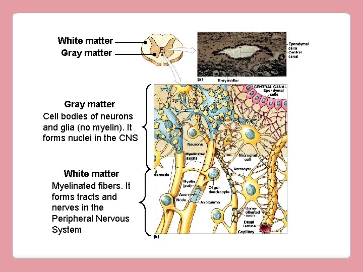 White matter Gray matter Cell bodies of neurons and glia (no myelin). It forms
