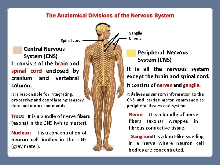 The Anatomical Divisions of the Nervous System Brain Spinal cord Central Nervous System (CNS)