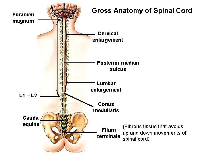 Foramen magnum Gross Anatomy of Spinal Cord Cervical enlargement Posterior median sulcus Lumbar enlargement