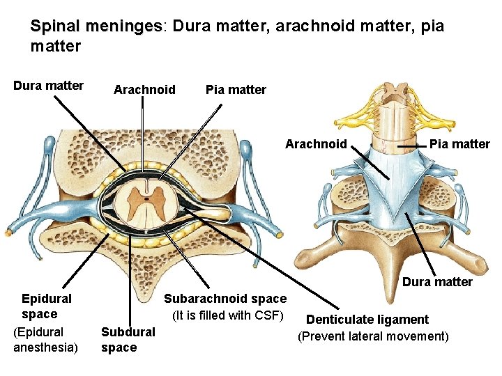 Spinal meninges: meninges Dura matter, arachnoid matter, pia matter Dura matter Arachnoid Pia matter