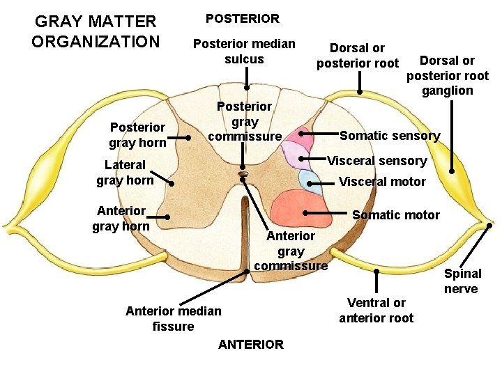 GRAY MATTER ORGANIZATION Posterior gray horn POSTERIOR Posterior median sulcus Posterior gray commissure Dorsal