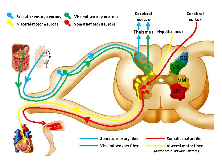 Somato-sensory neurons Visceral-motor neurons Somato-motor neurons Cerebral cortex Thalamus Hypothalamus SS VS VM SM